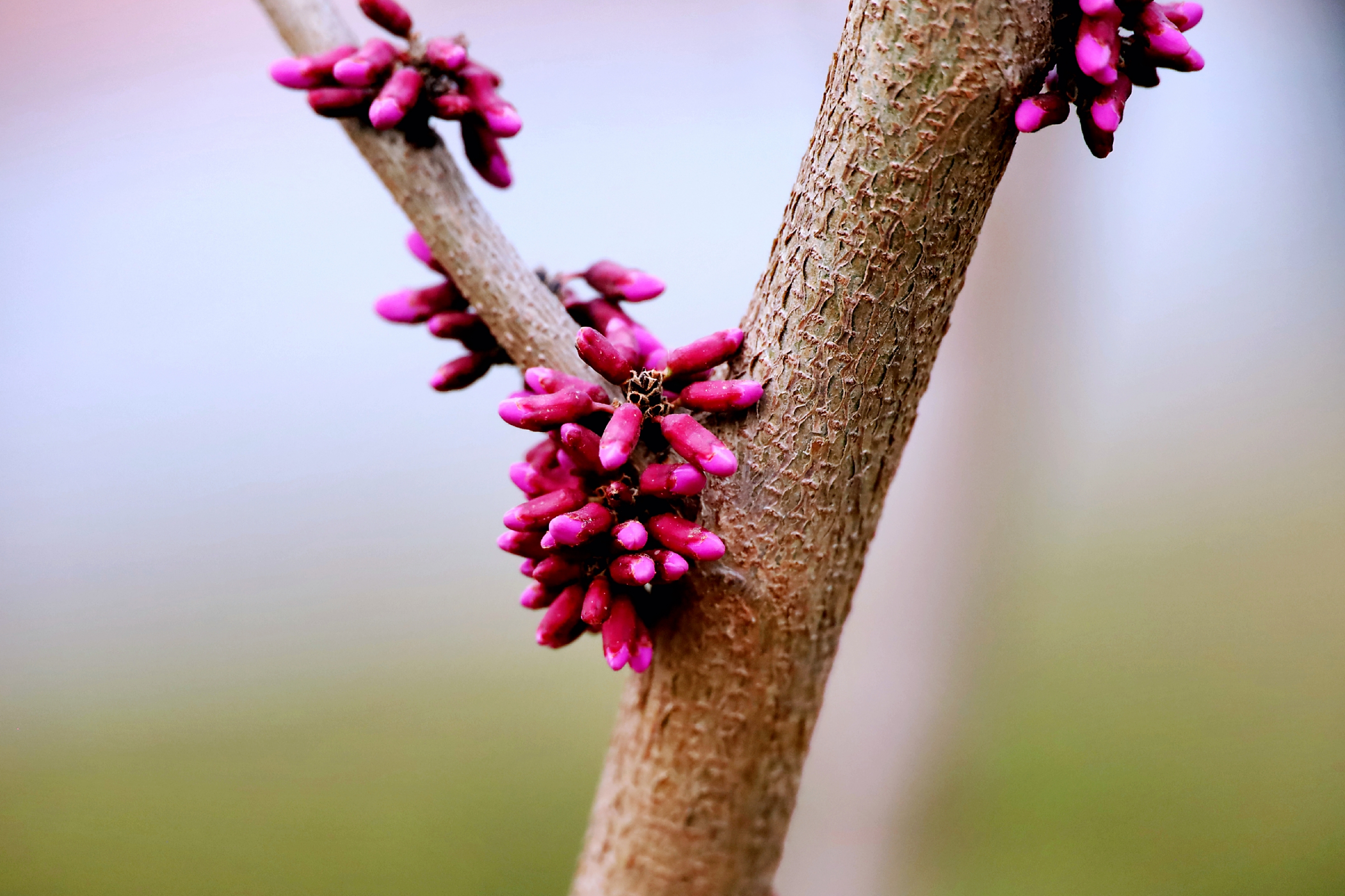 【首发】紫荆花蕾满枝头