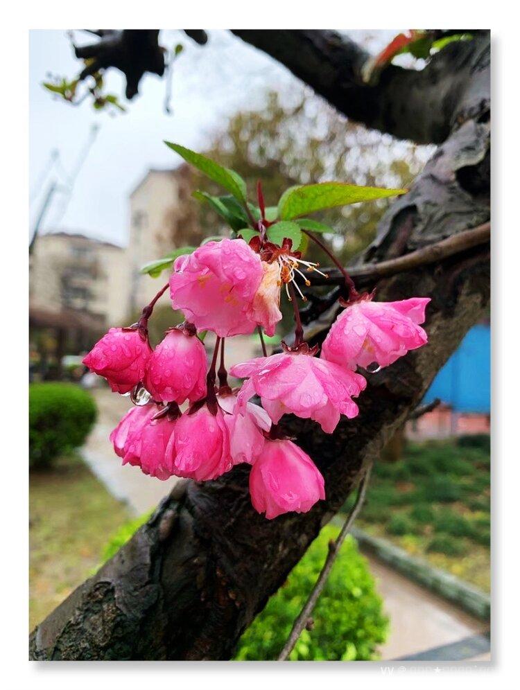 微雨海棠首发