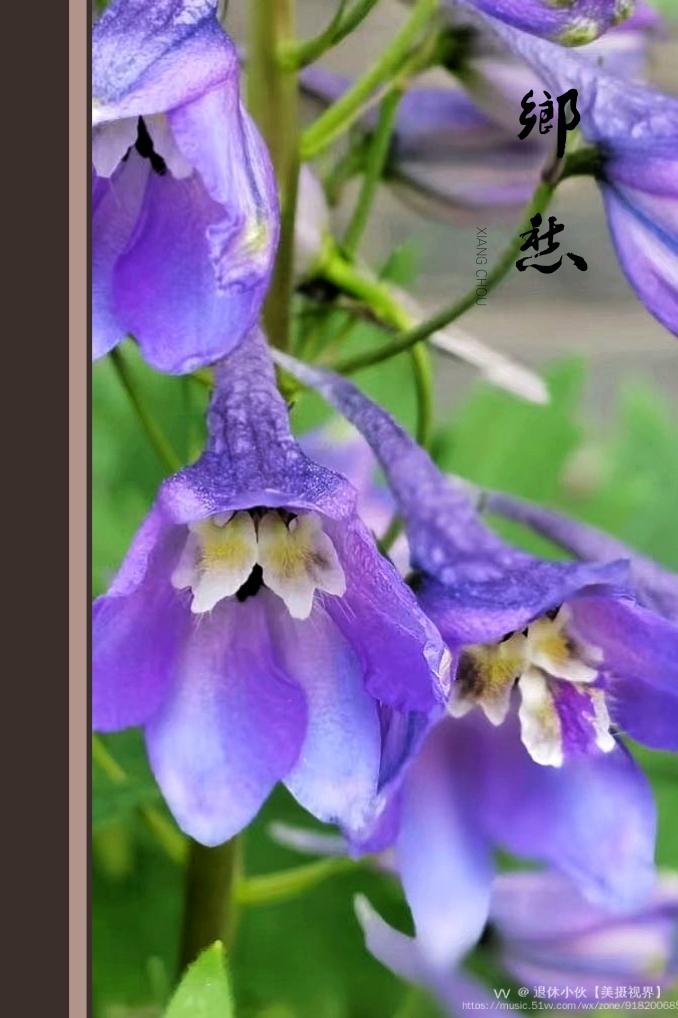 镜头里的高飞燕草vv首发