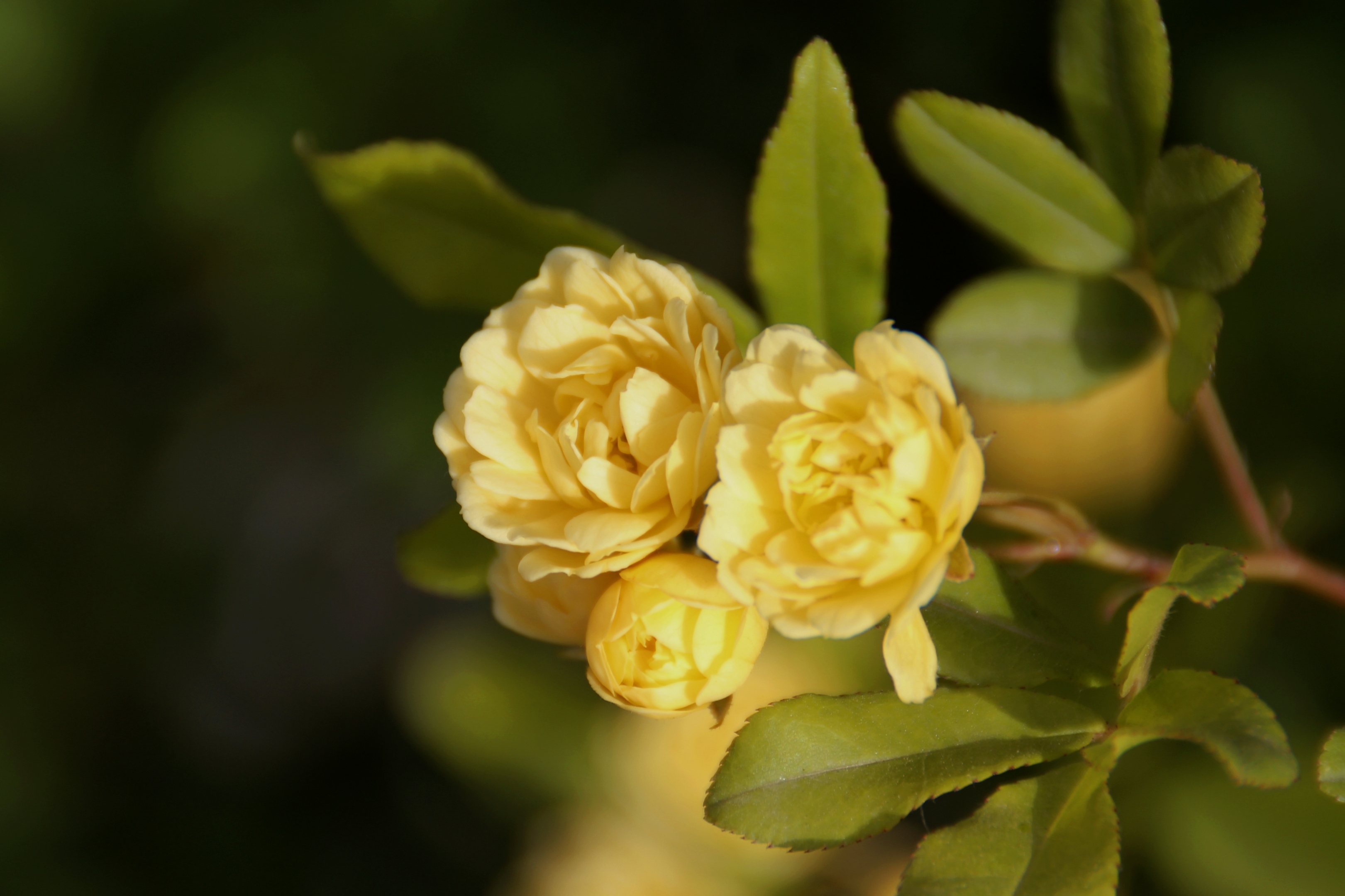 木香花在一定程度上,也象征着英雄气概,英勇无畏的寓意.