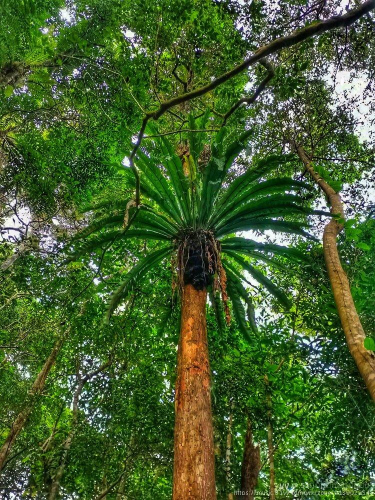 空中花园鸟巢蕨