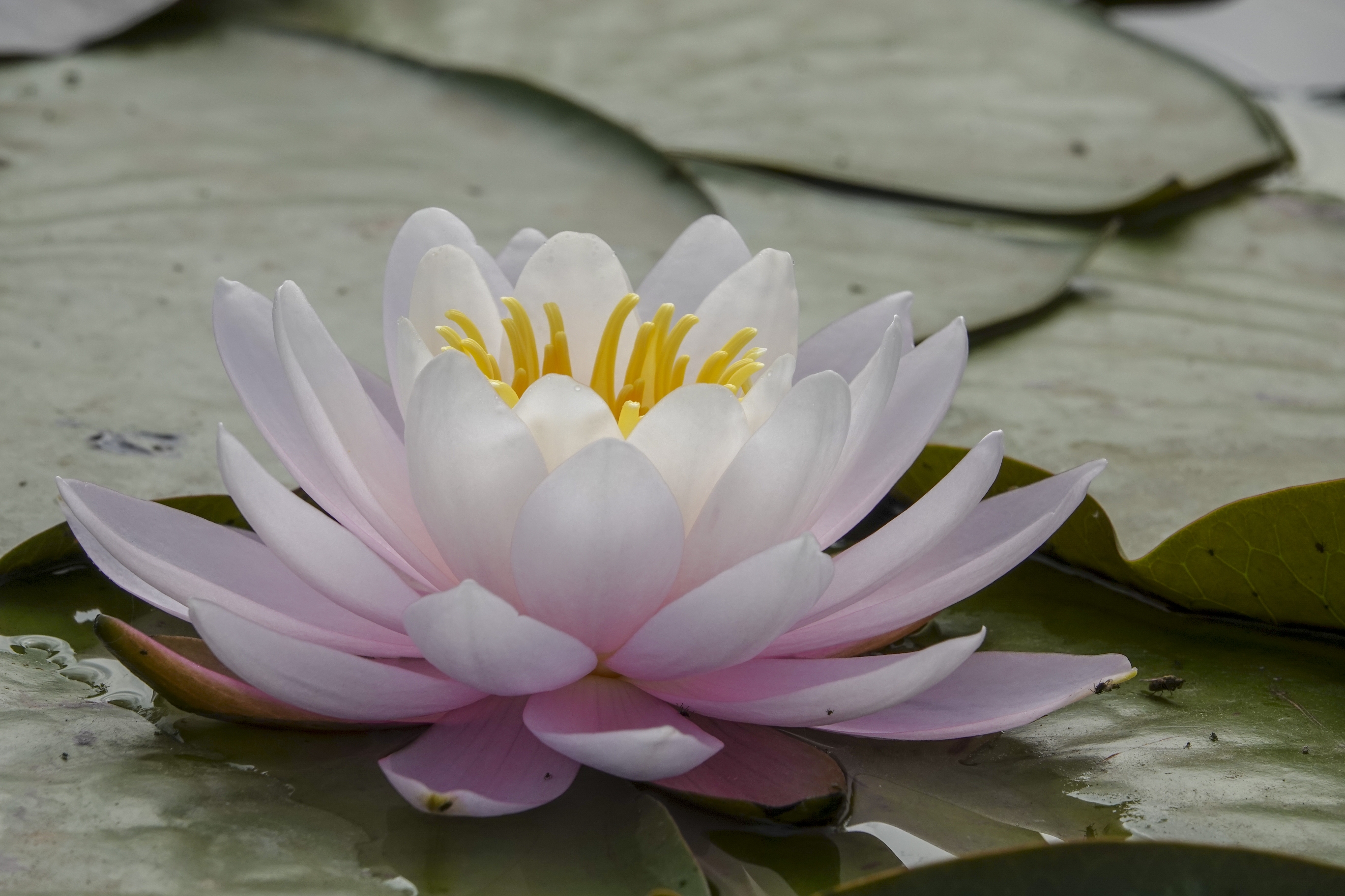 全世界睡莲属植物有40-50种,中国有5种.