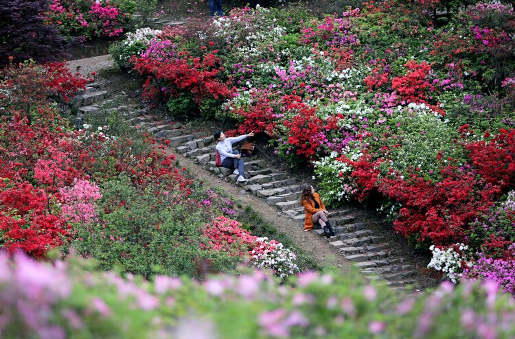 杜鹃醉2021年4月4日摄于上岭殿村