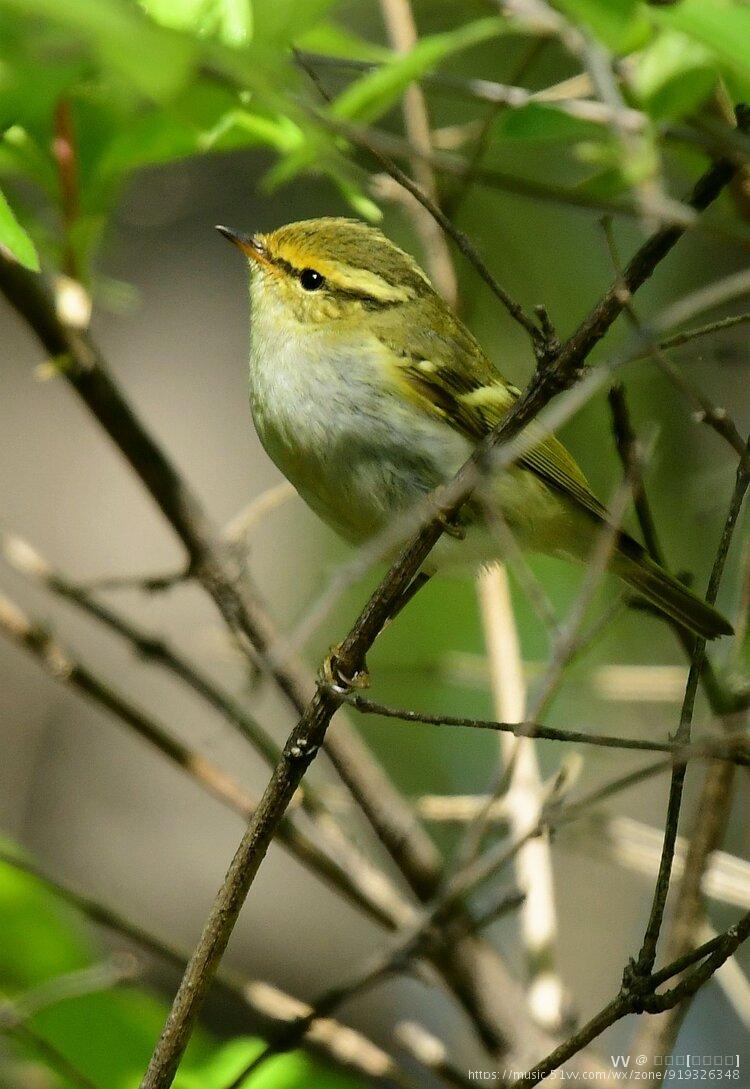 黄腰柳莺首发