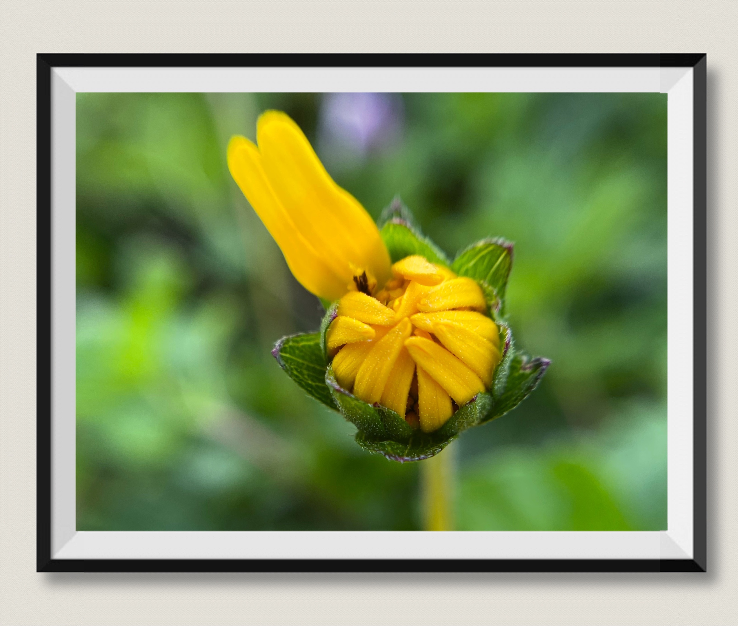 蟛蜞菊【首发】