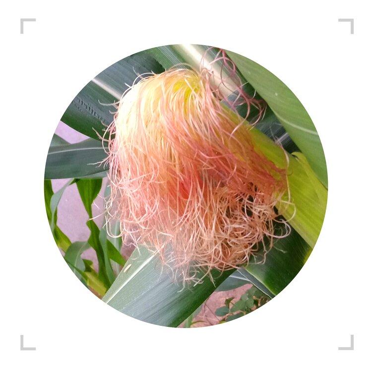 玉米花丝