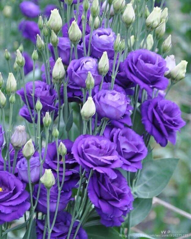 洋桔梗开花的时候十分漂亮,花朵的颜色也会很丰富,它的不同颜色代表的