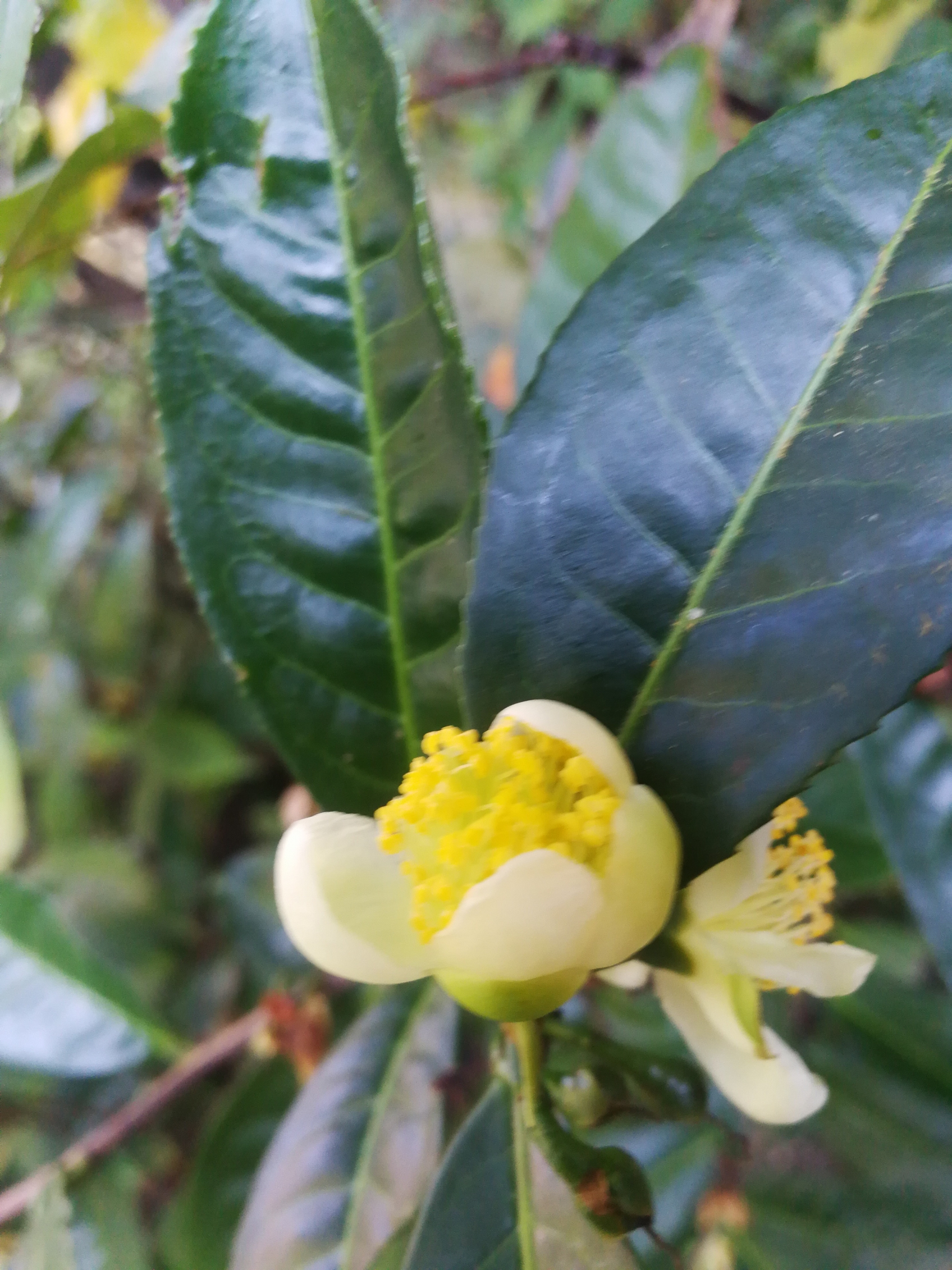 茶树是这样开花的