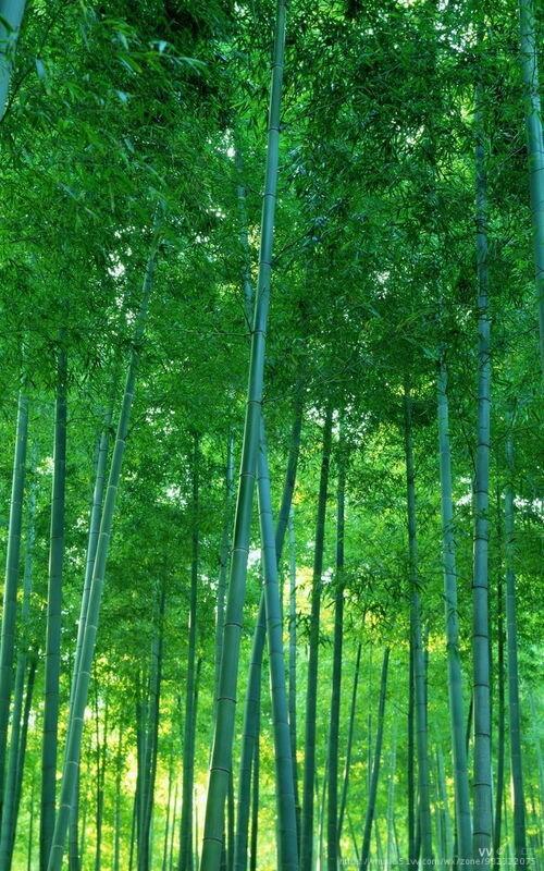 绿色竹林高清竖屏图片