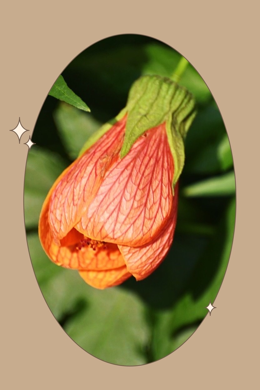 首发〕春天的使者.金铃花(二)