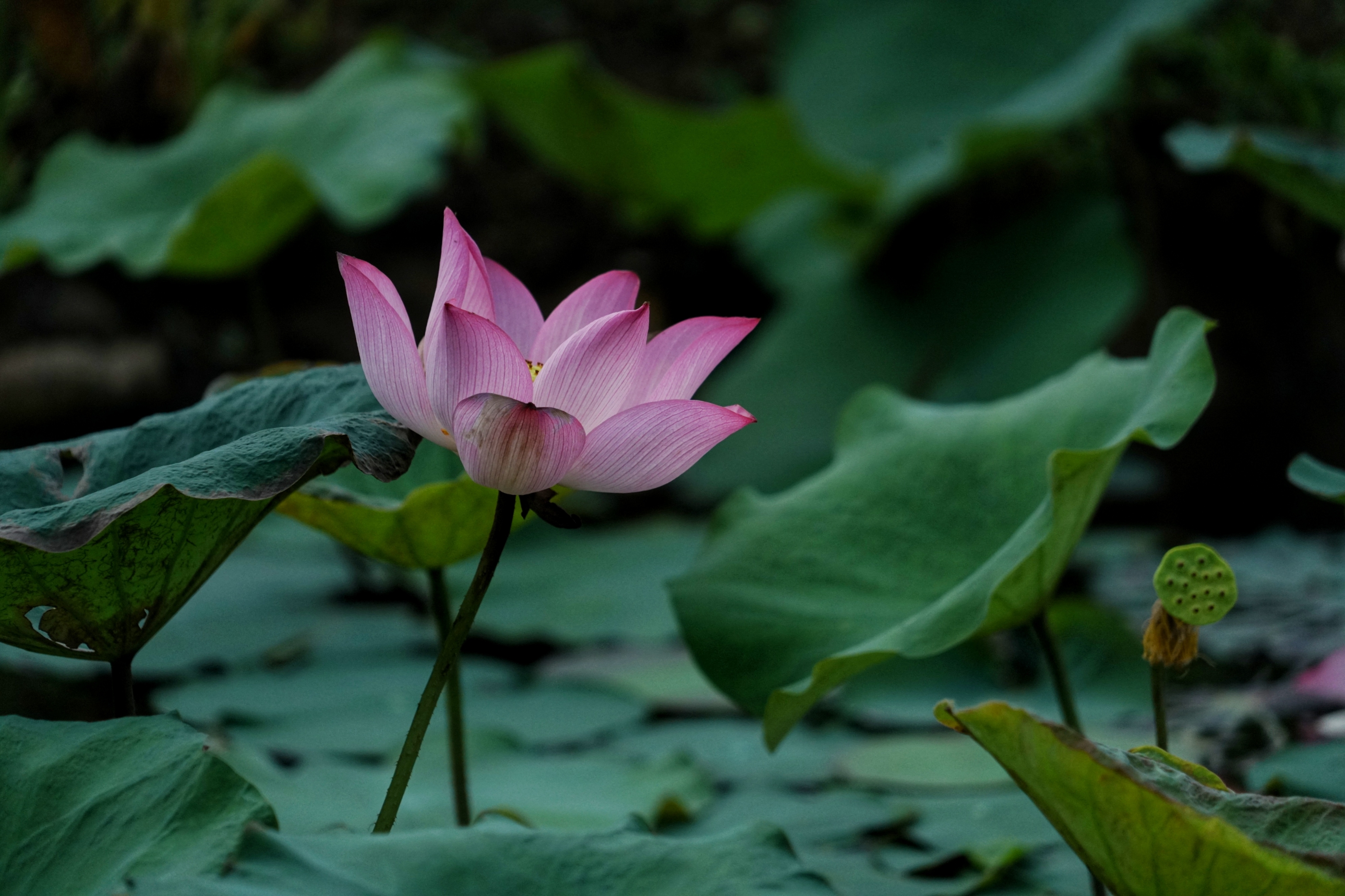 芙蓉照水弄娇斜