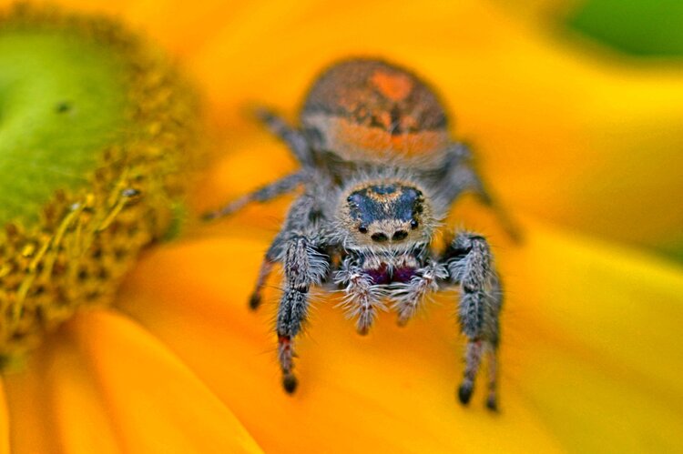 地区,随着分布地域的不同会出现多种体色,是一种非常可爱的大型跳蛛