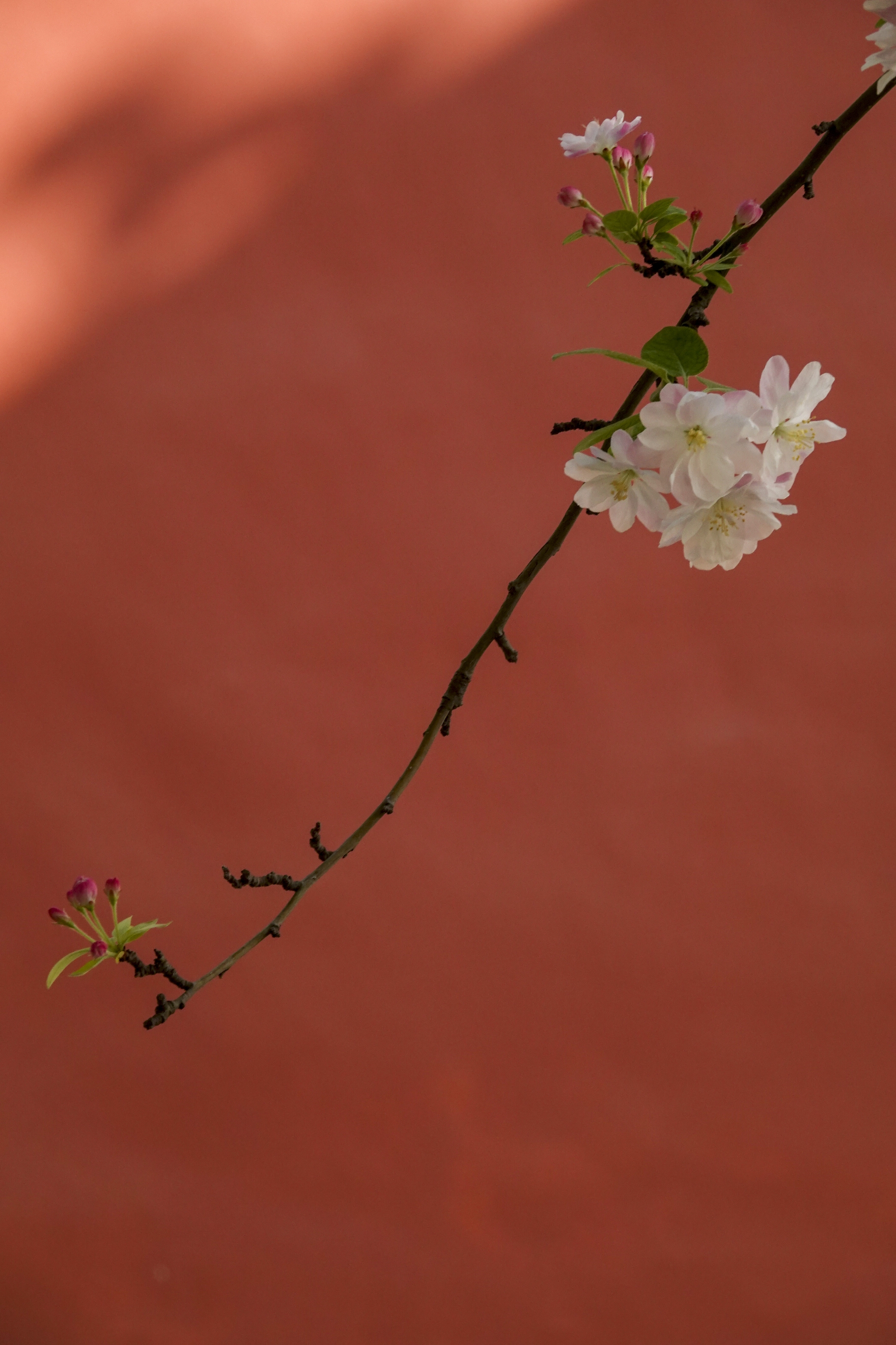 【首发】故宫文华殿前赏海棠(2)