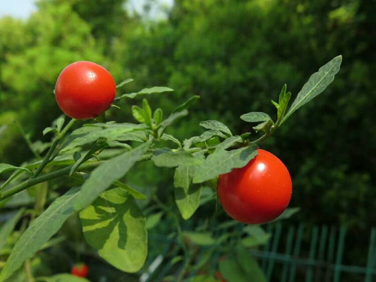 小小红果名珊瑚