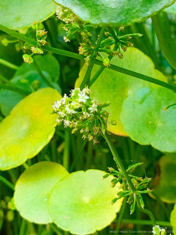 微拍香菇草花原创首发