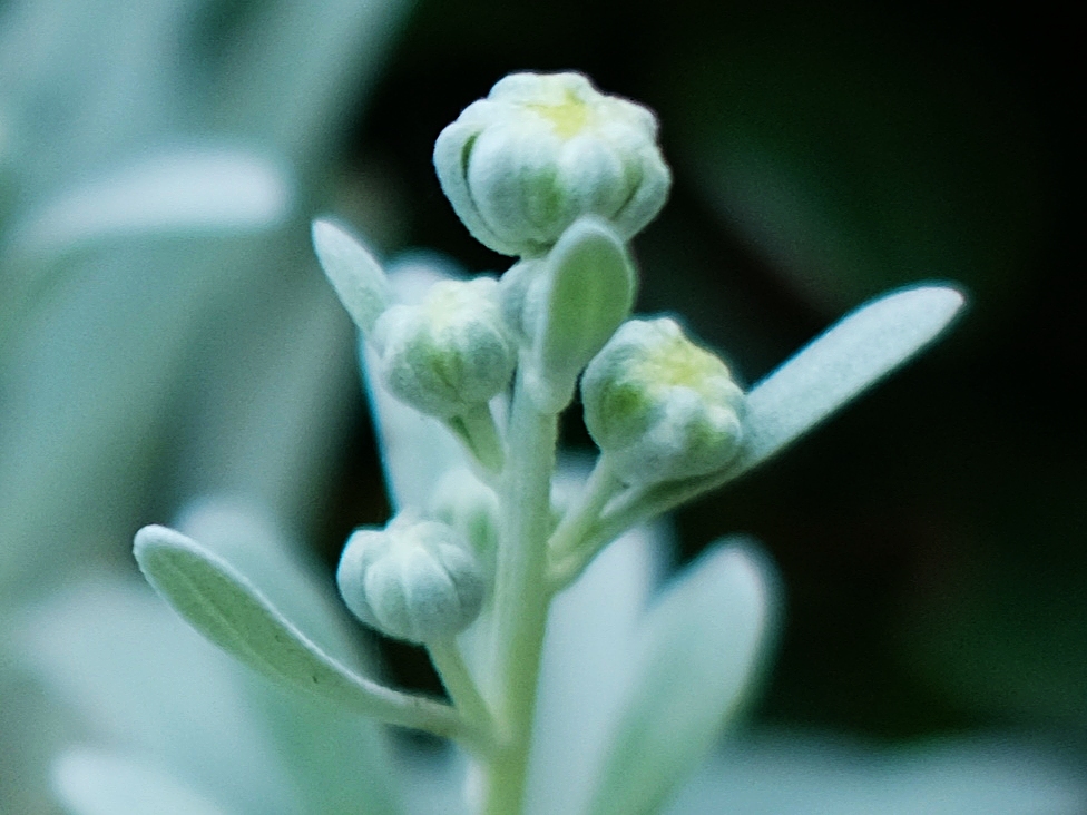 罕见的白叶菊*菊花蓓蕾