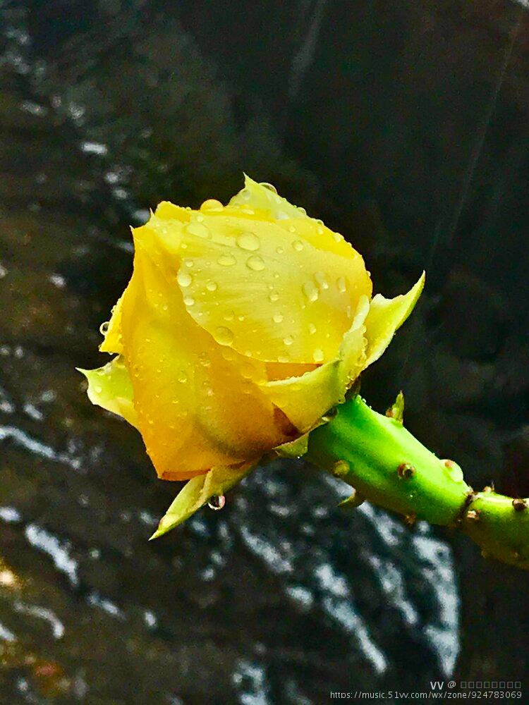 雨中仙人掌更娇艳首发