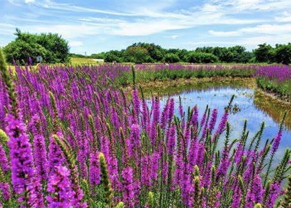 千屈菜花海盛开
