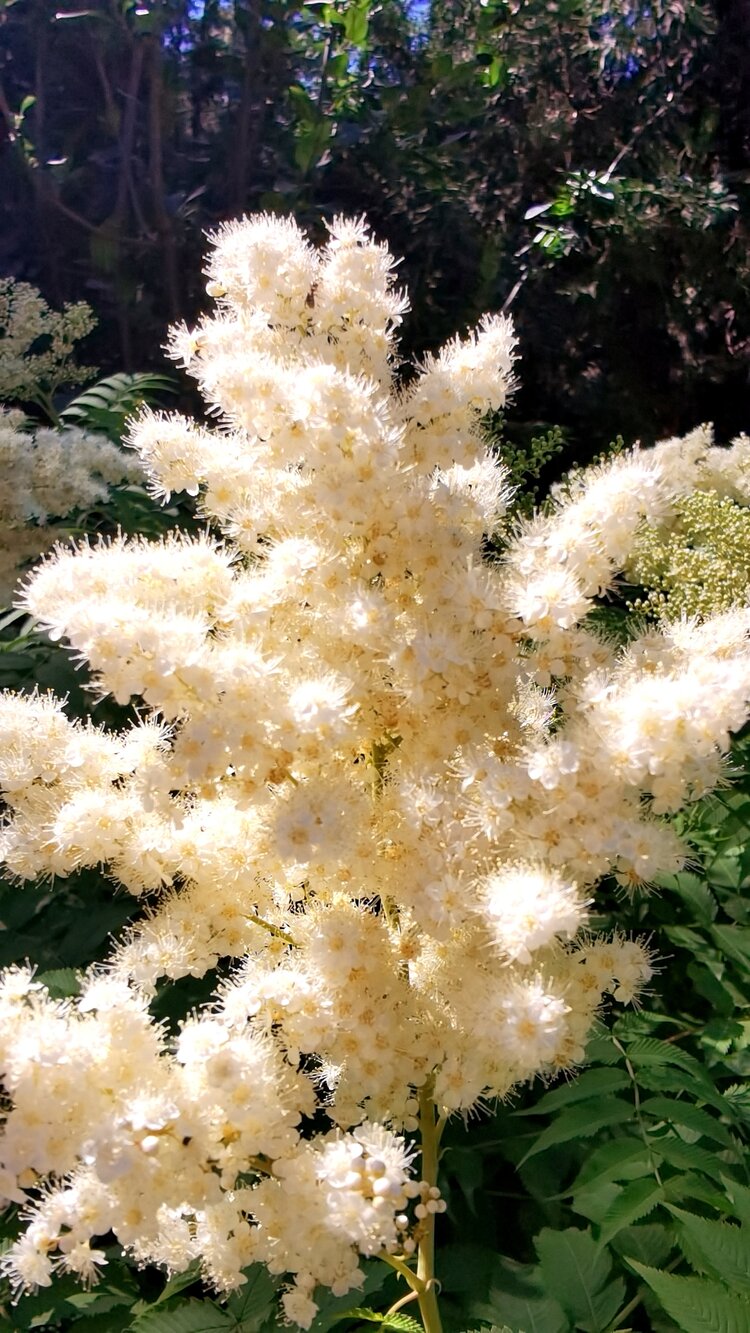 华北珍珠梅首发