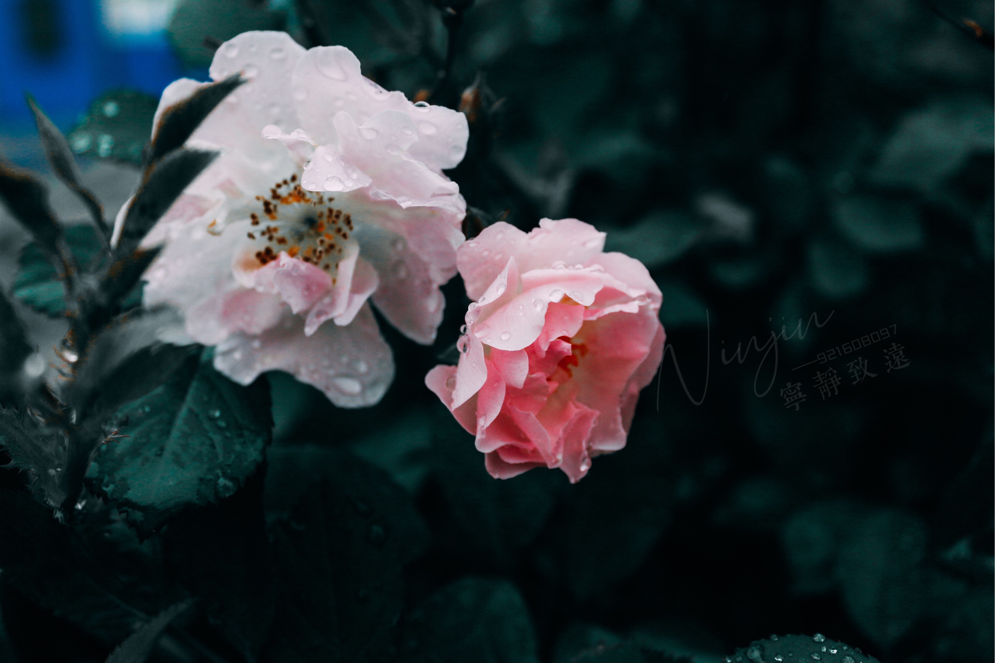 雨中月季「摄影首发」