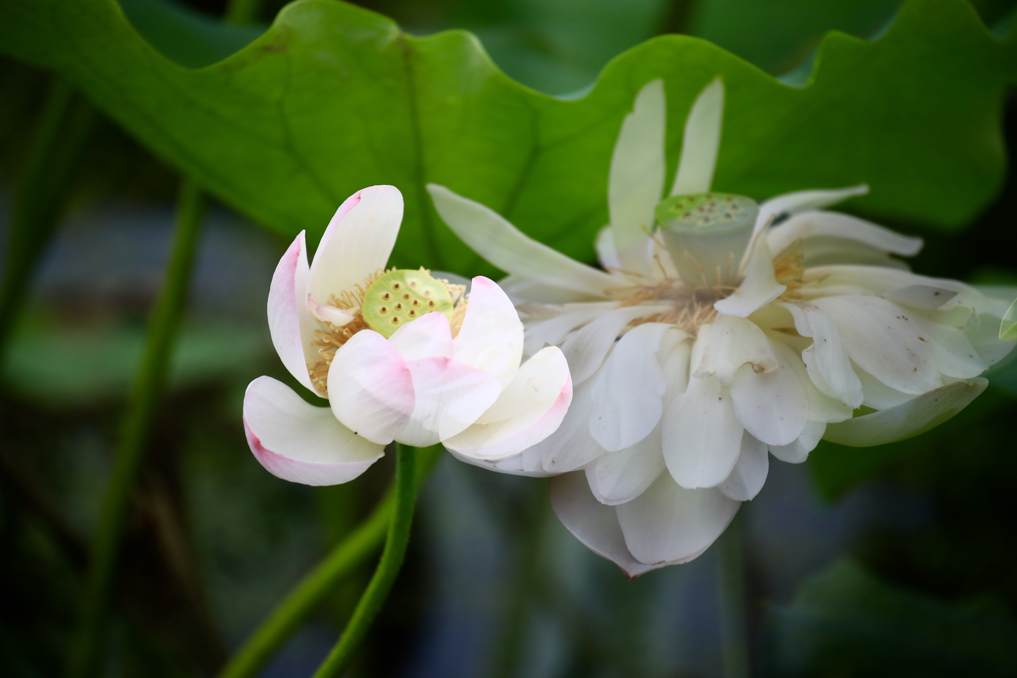 风摆荷叶催花开