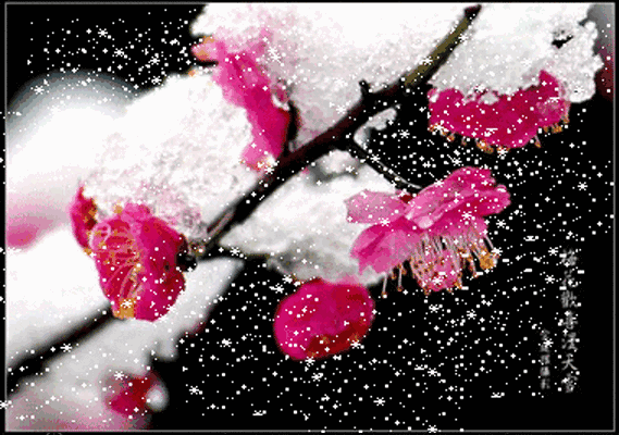 背景音乐:旷然诵读《梅韵雪松》配图:  网络(朗诵|原创首发)朗诵:旷然