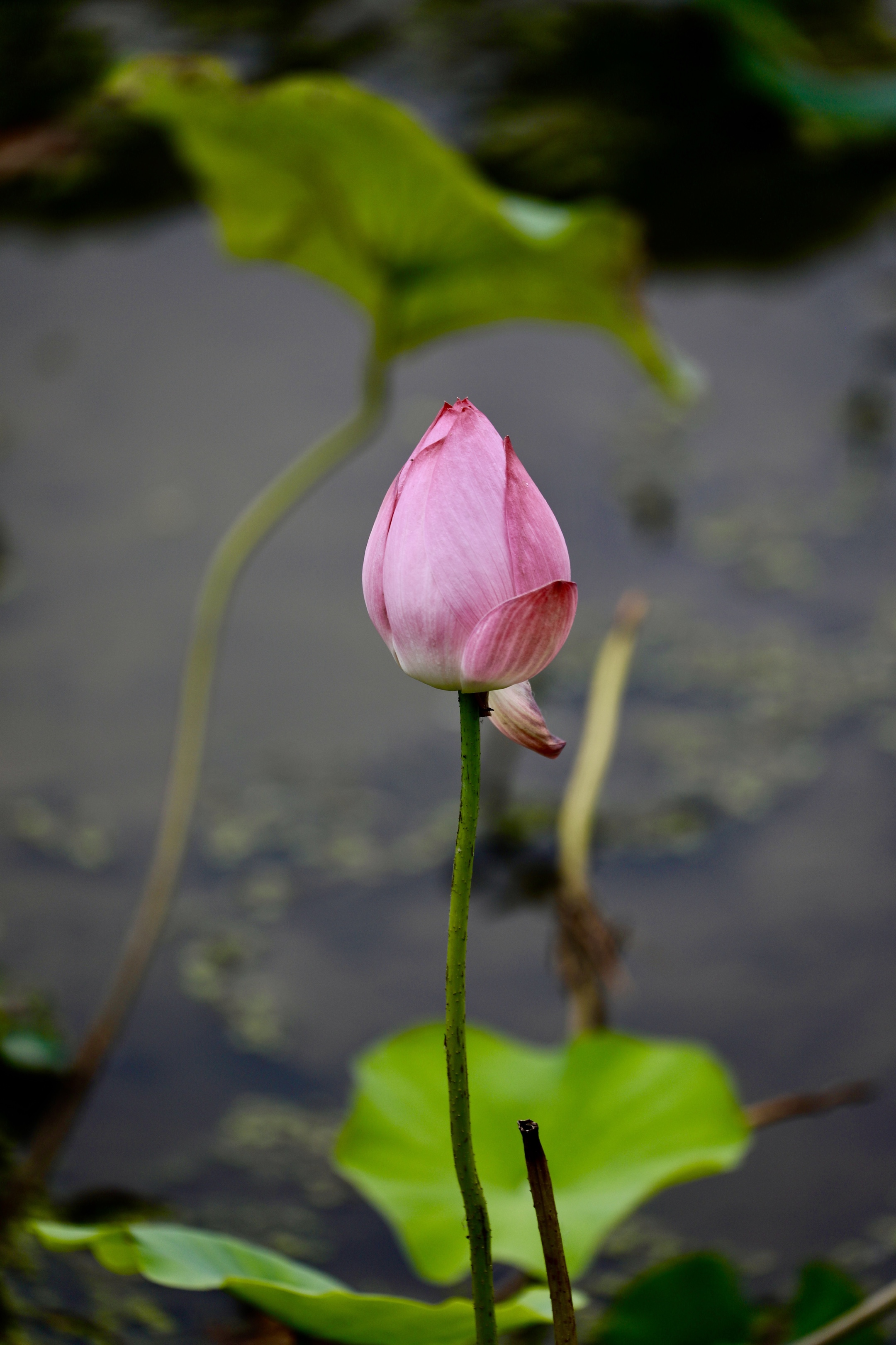 风摆荷叶催花开