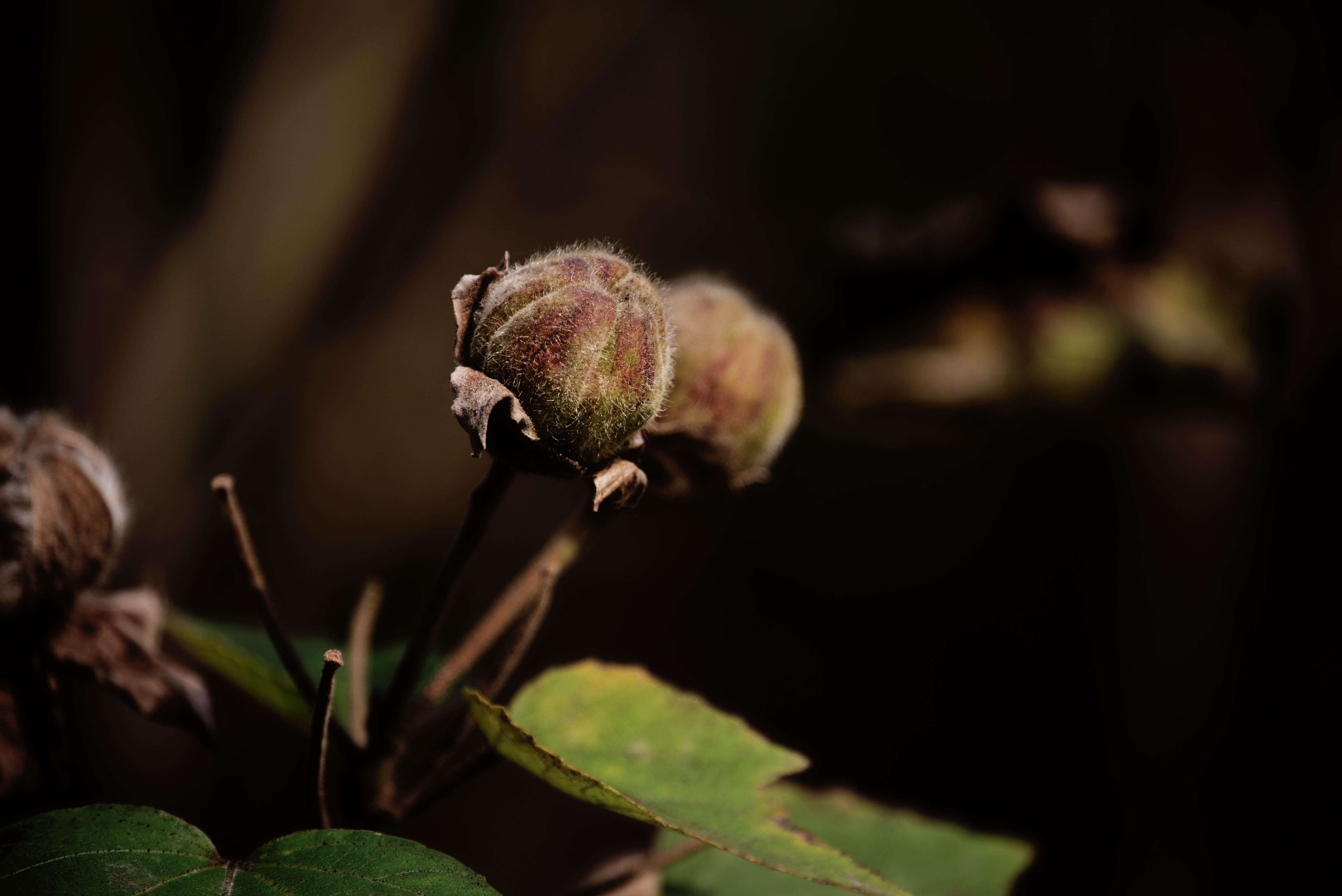 (首发)冬天枯木槿