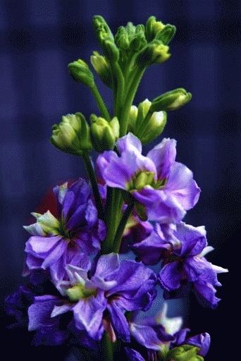 波义耳紫罗兰图片