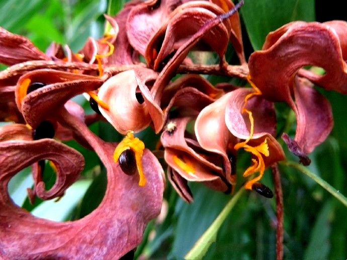 【首发】大叶相思奇异有趣的果实(一)