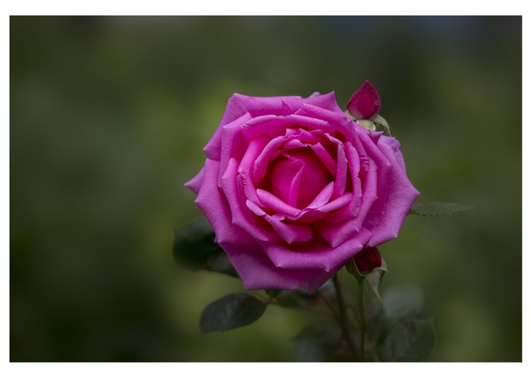 首发花中皇后一一月季