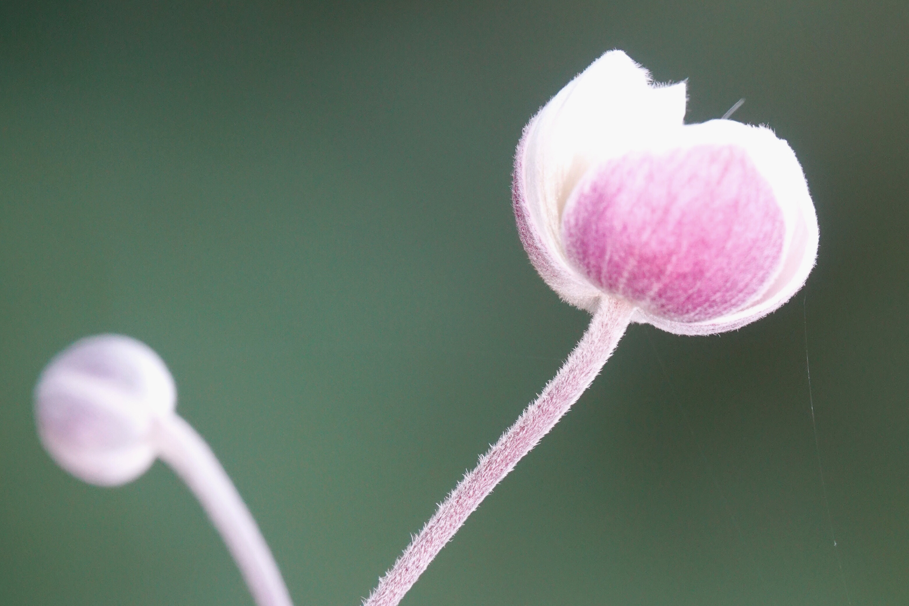 散落山间的野棉花