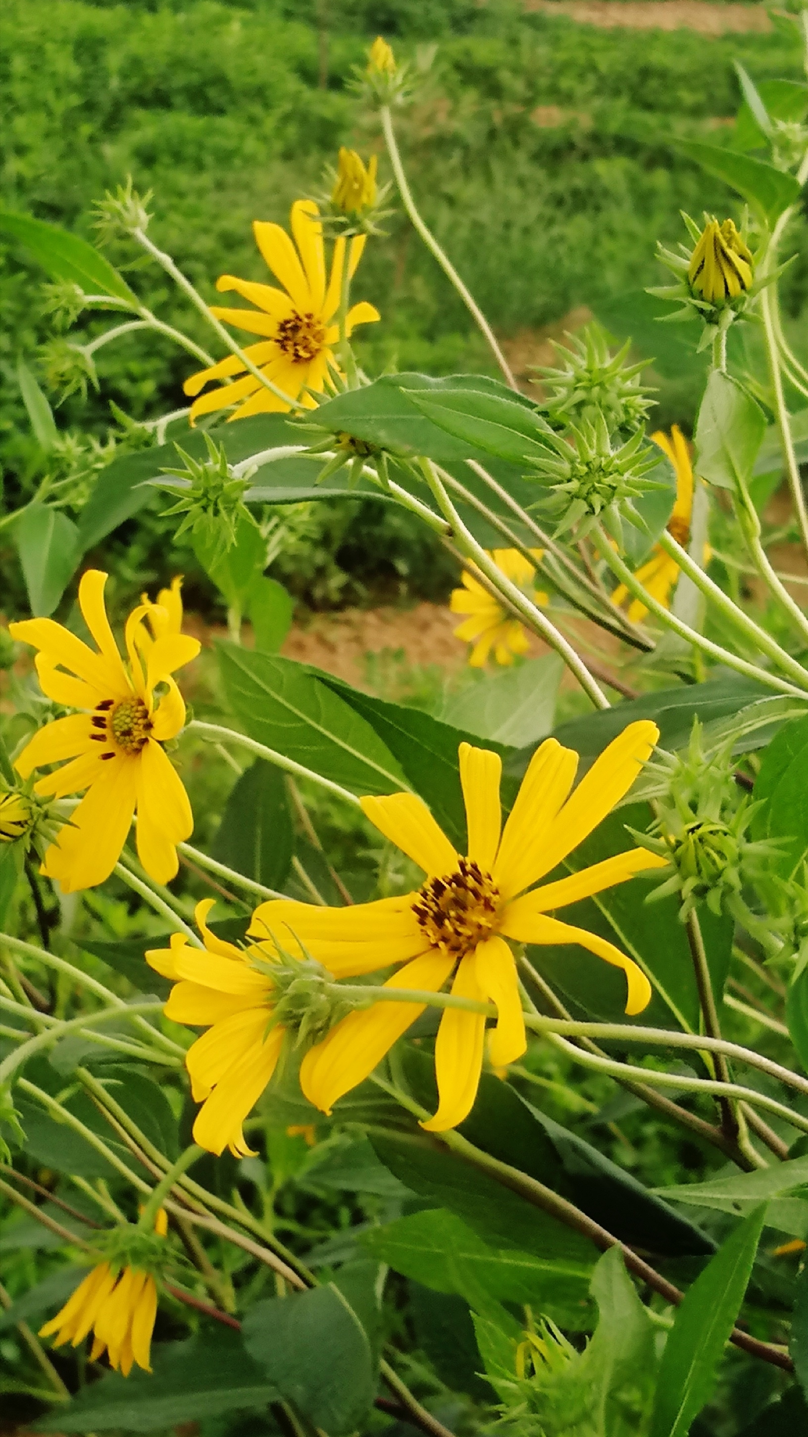 菊芋花开[摄影原创首发]