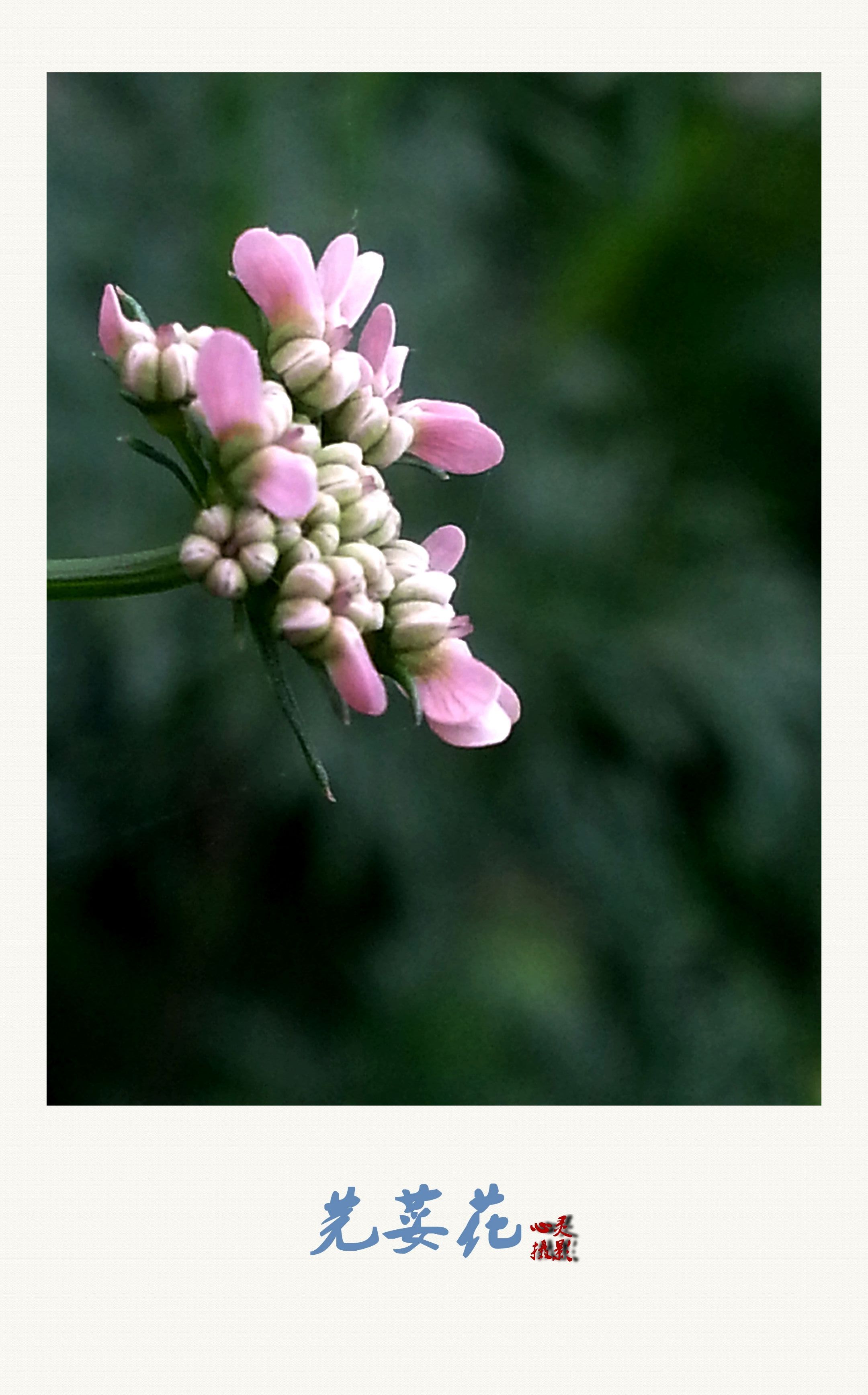 【首发】芳香的芫荽花