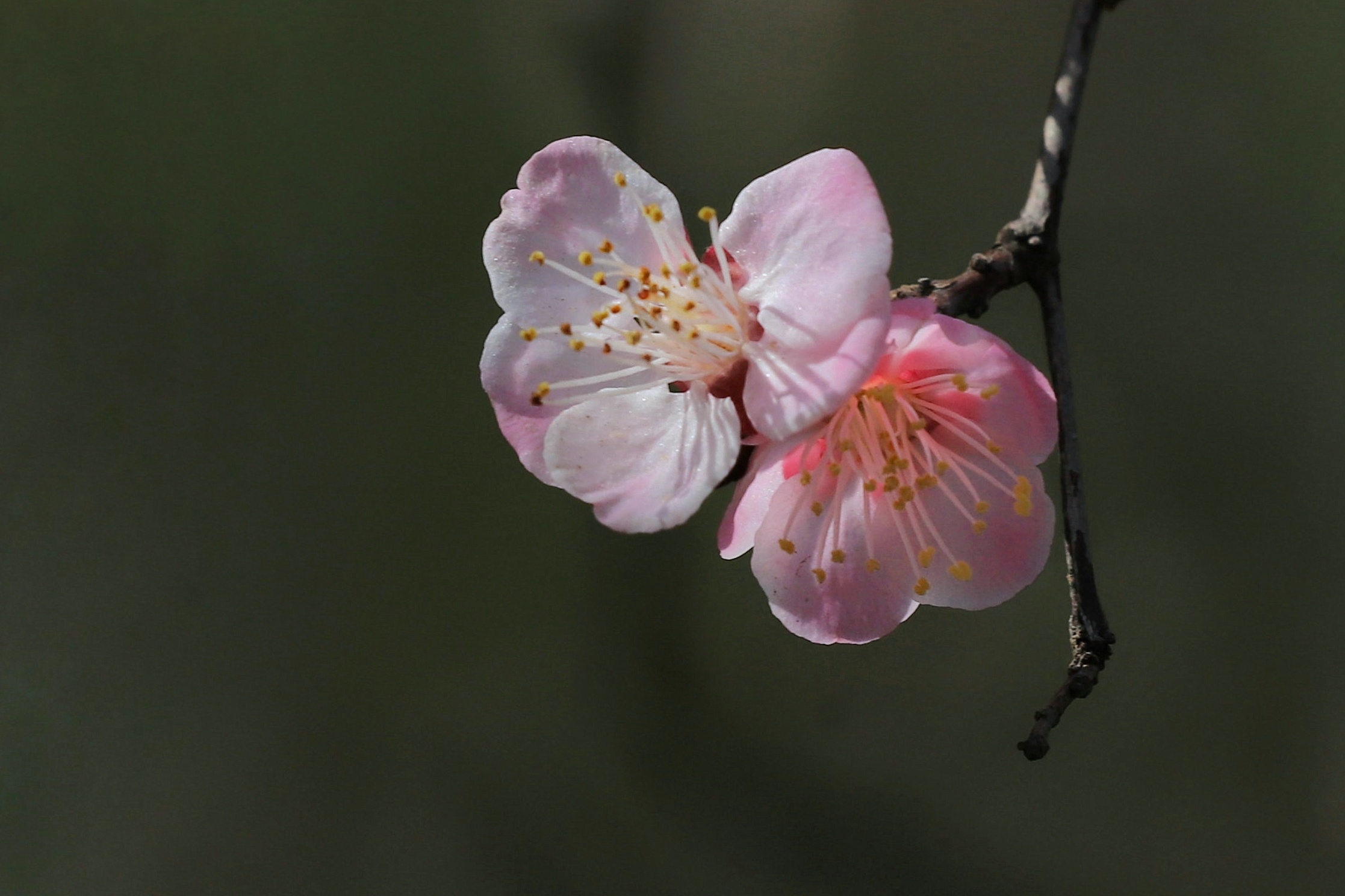 杏花有变色的特点,含苞待放时,朵朵艳红,随着花瓣的伸展,色彩由