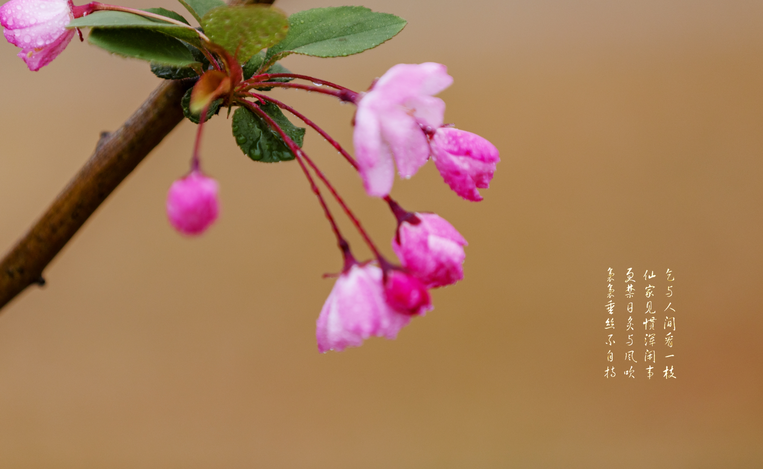 红瘦是什么花 知否绿肥红瘦是什么花