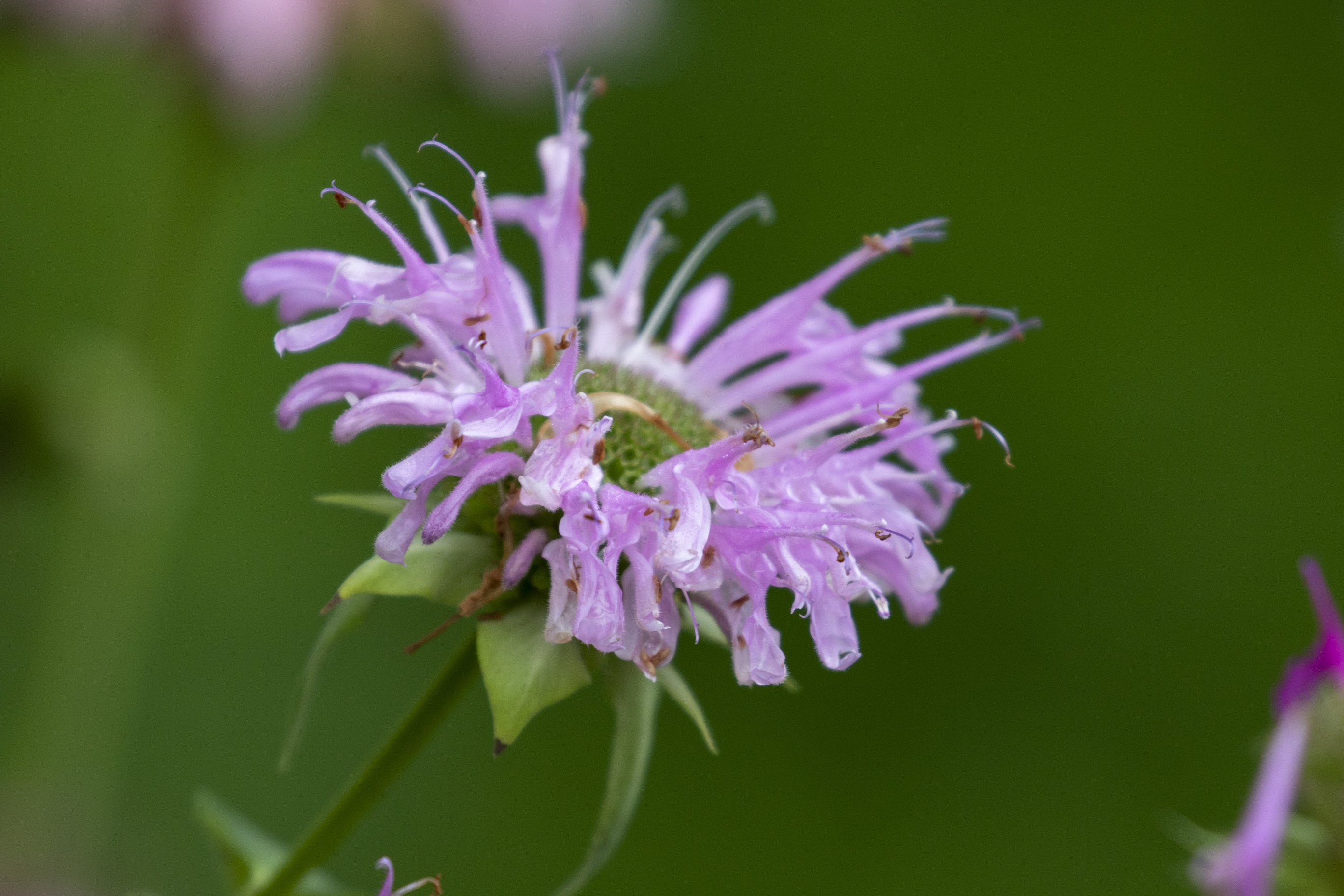 美国薄荷【vv首发】