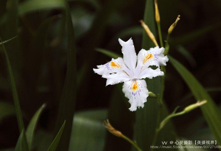 【首發】白花鳶尾②