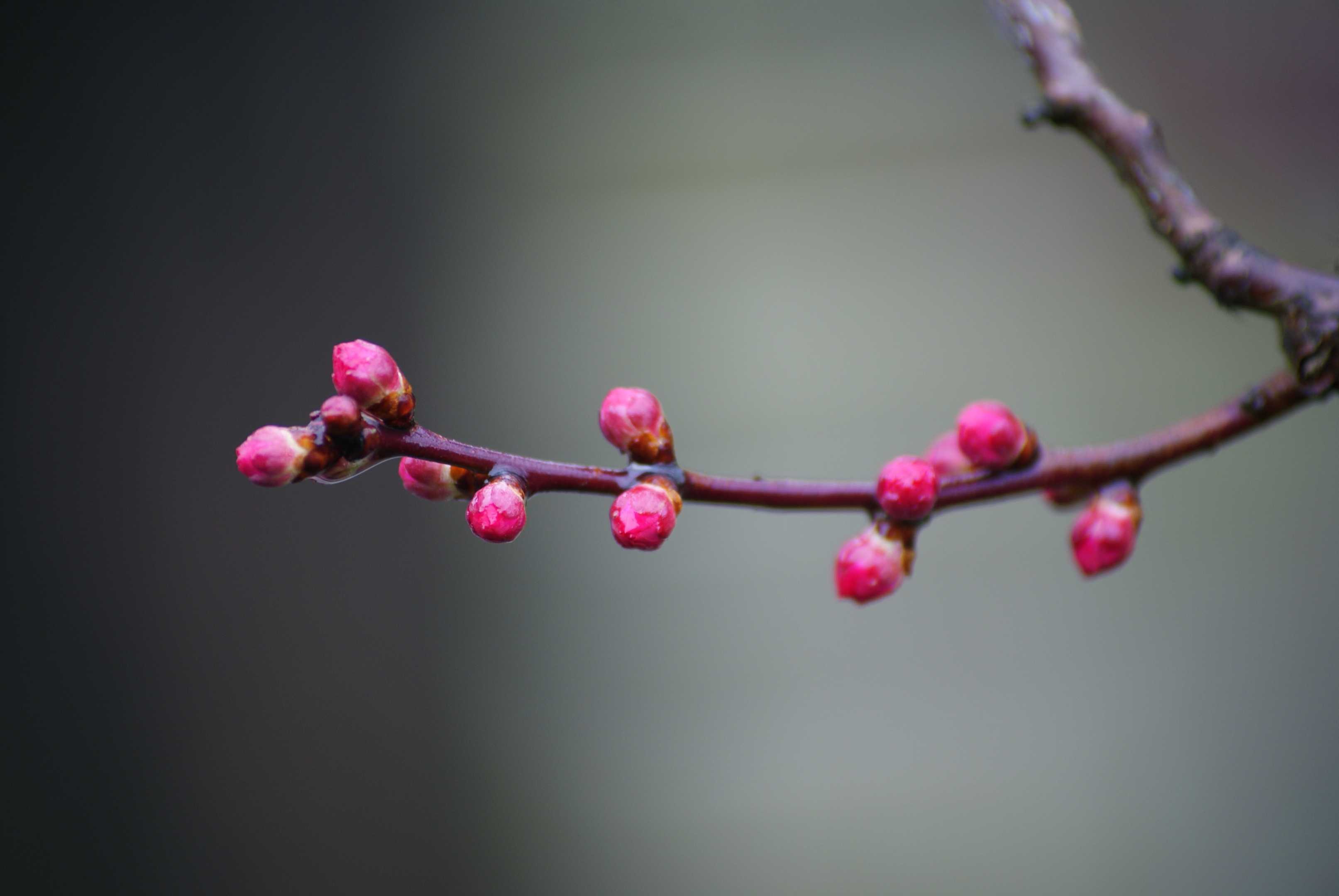 春天的花蕾