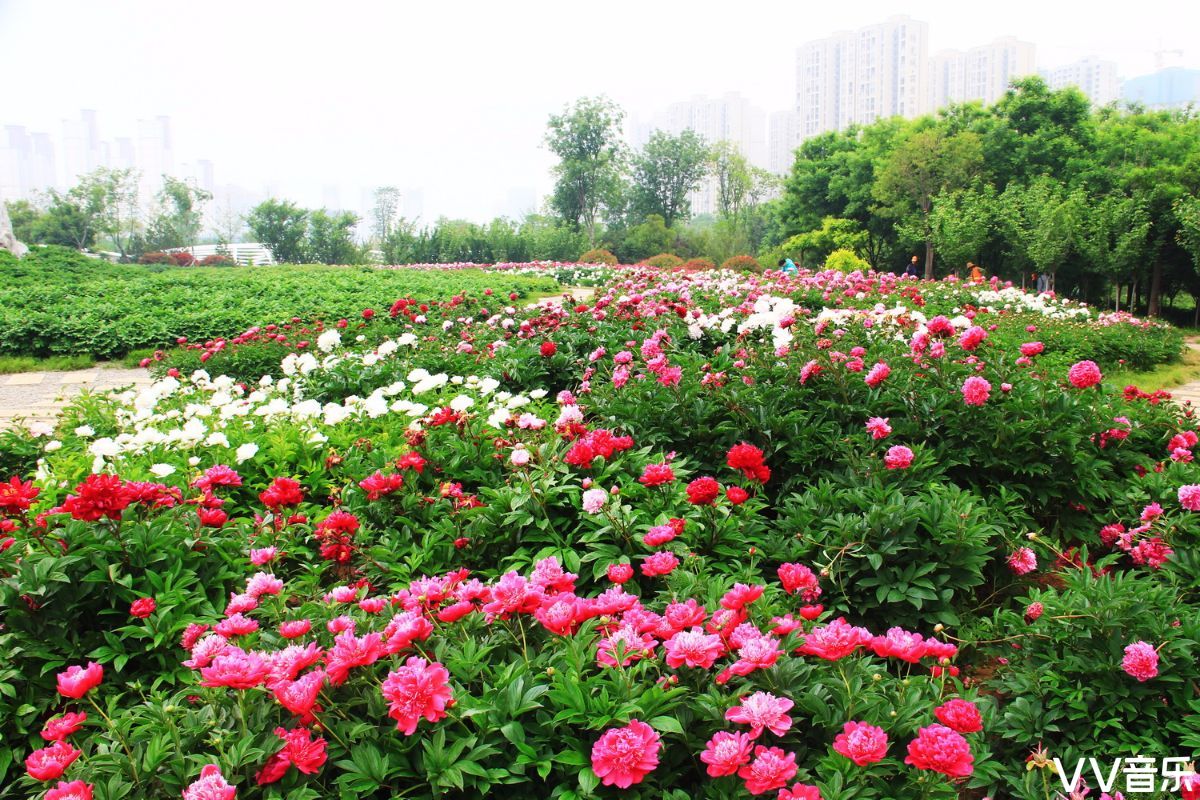 芍藥·西安植物園