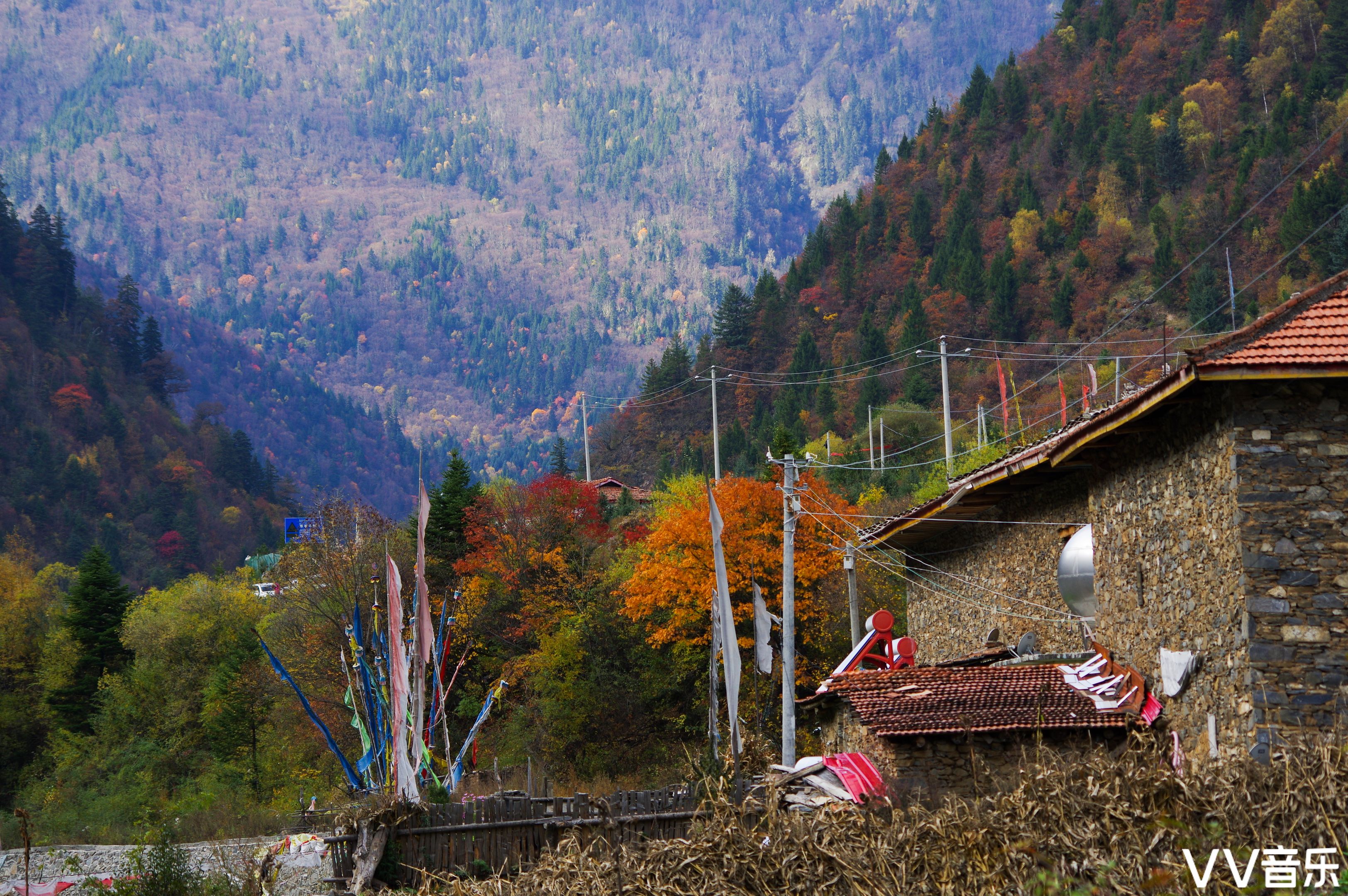 哈门初         :2017年10月29-30日 拍摄地:四川阿坝州黑水县奶子沟