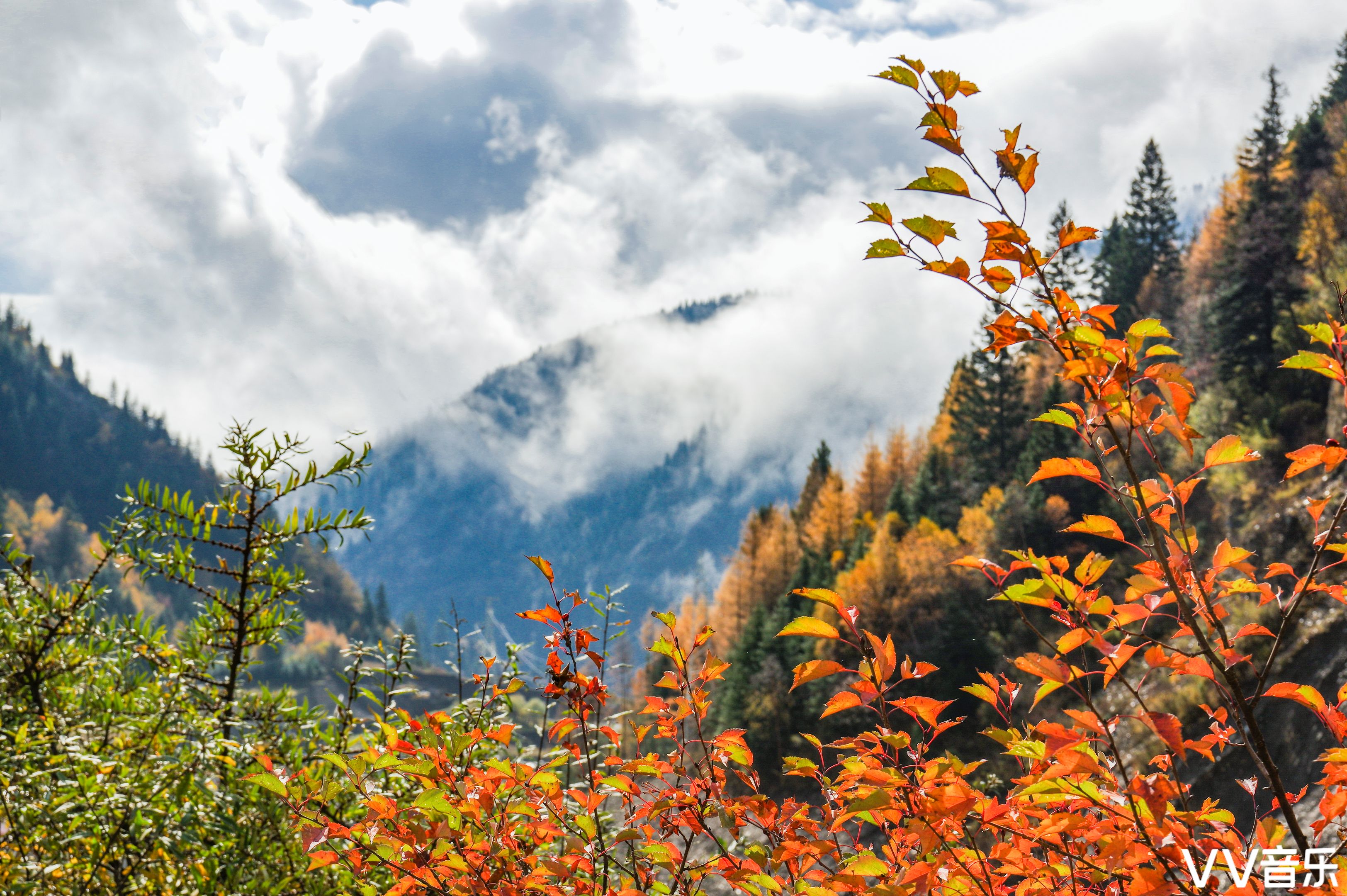 黑水八十里彩林