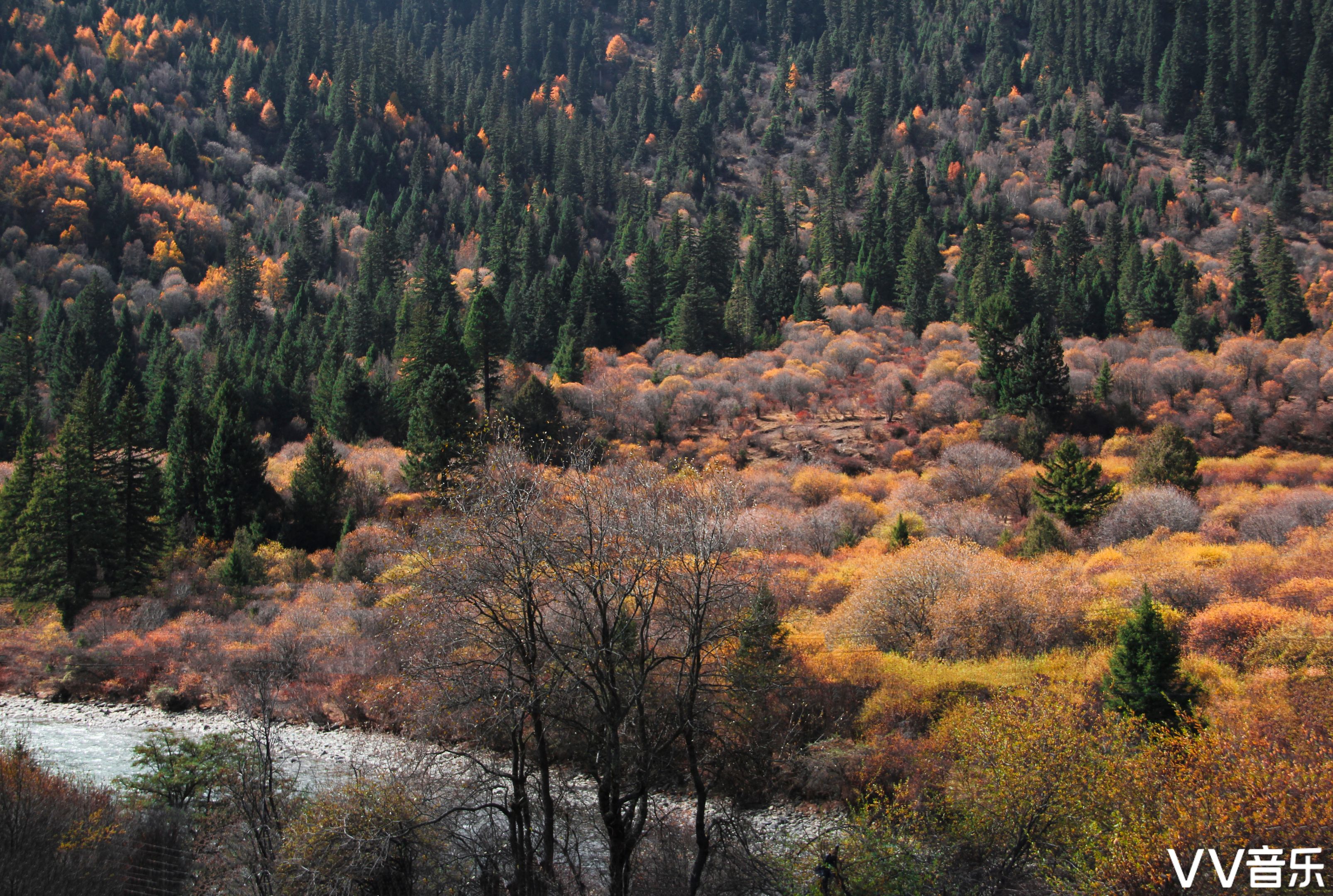 黑水八十里彩林