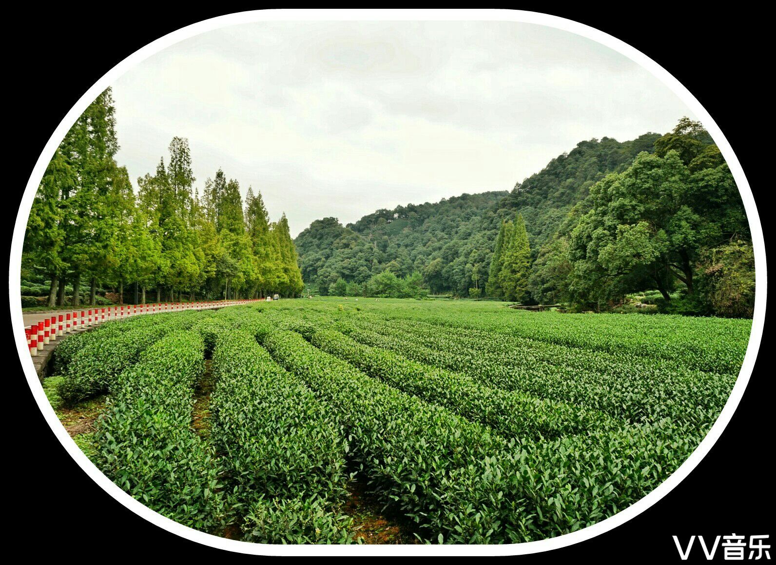 江南茶園【原創】