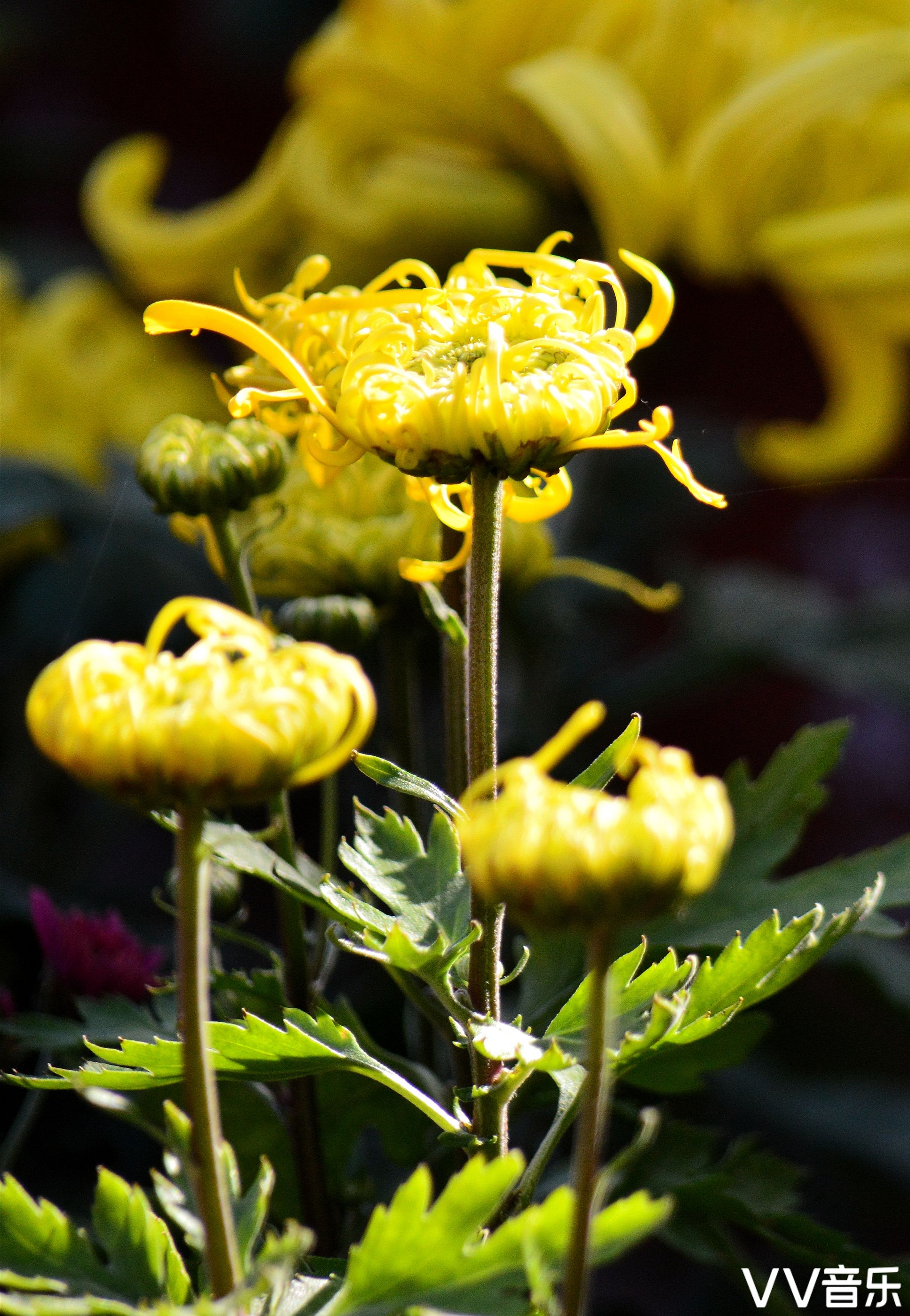 重阳赏菊