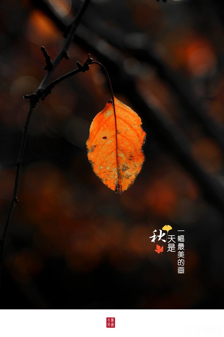 一叶知秋挂满枝