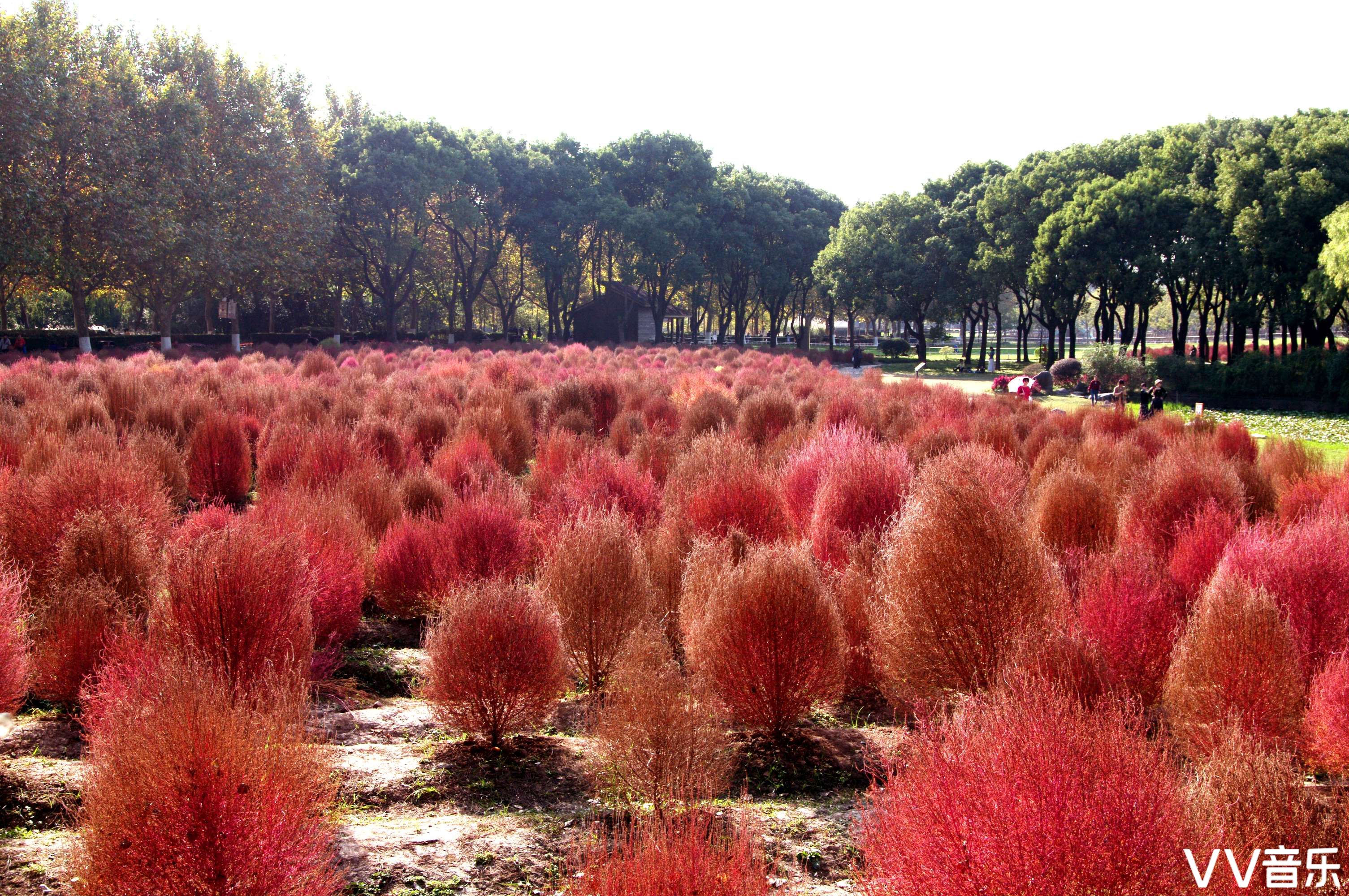 红叶地肤草