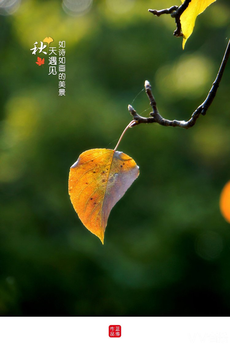 树上一片片秋叶映入眼帘,向我们展示着金秋的色彩,秋的韵味,秋的意境