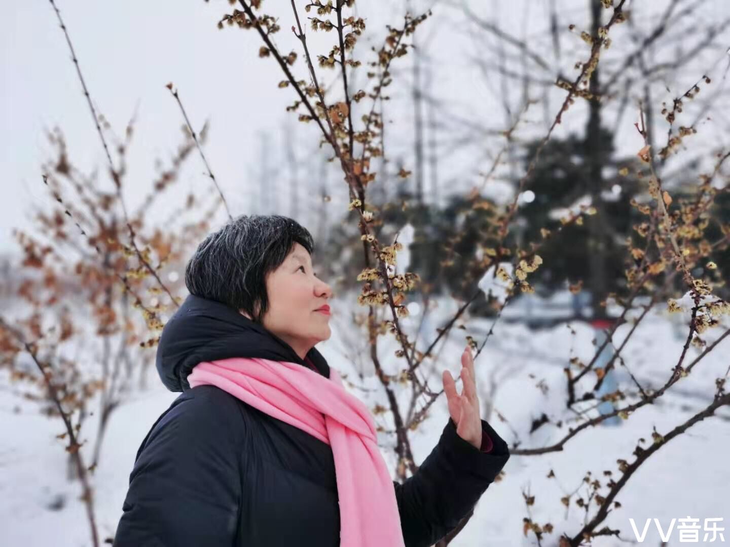 凌风傲雪梅,清香惹人醉