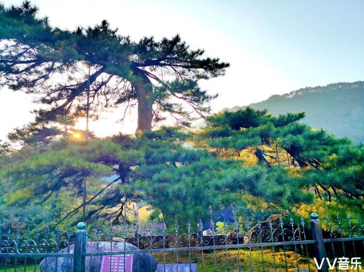 九华山"凤凰松",位于九华山中闵园,是九华山的一大景观,被誉为天下第